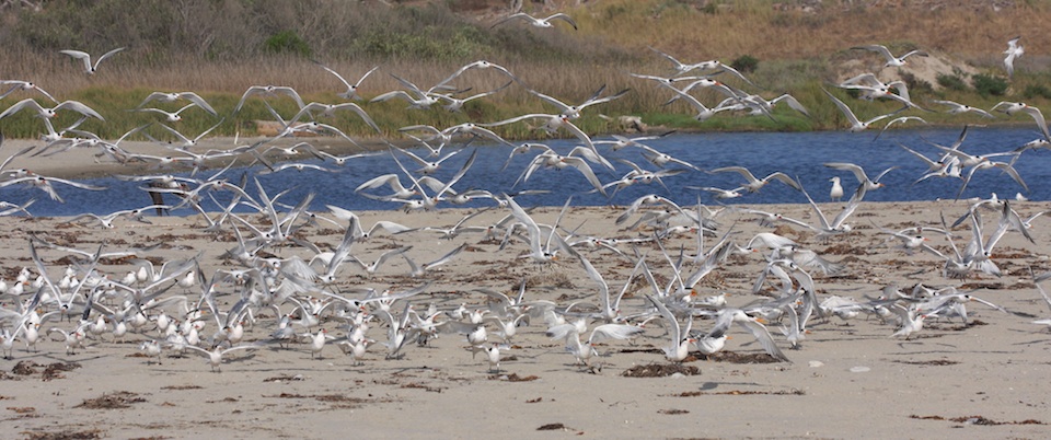 Elegat Terns